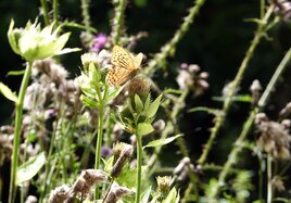 Schmetterling auf Wiese