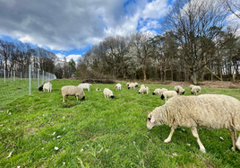 Schafe und Ziegen beweiden das neue Eidechsenhabitat in Gelnhausen