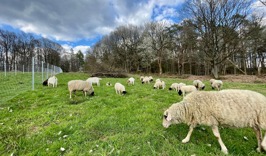 Schafe und Ziegen beweiden das neue Eidechsenhabitat in Gelnhausen