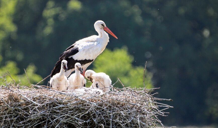 Storch mit Storchenkindern im Horst