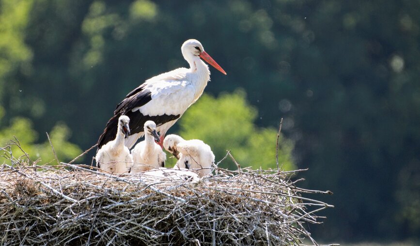 Storch mit Storchenkindern im Horst