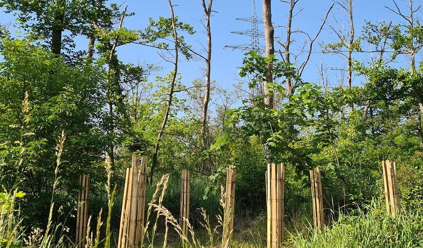 Neue Pflanzennester im geschädigten Wald