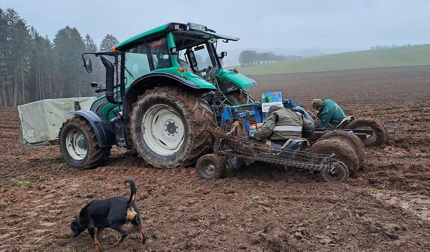 Teilmaschinelle Aufforstung mit einem Traktor und Helfenden 