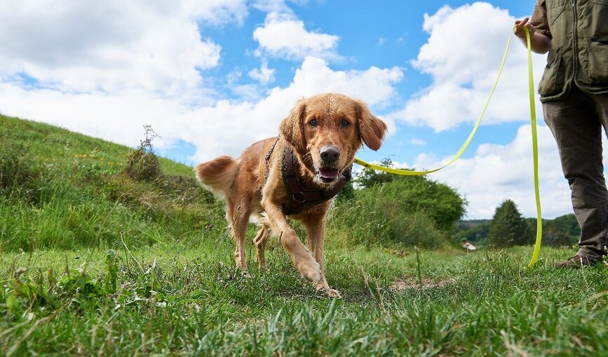 Ein Artenspürhund auf einer Wiese