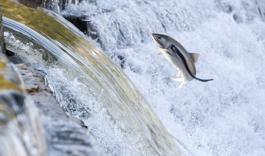 Ein Fisch springt vor einem kleinen Wasserfall aus dem Fluss. 