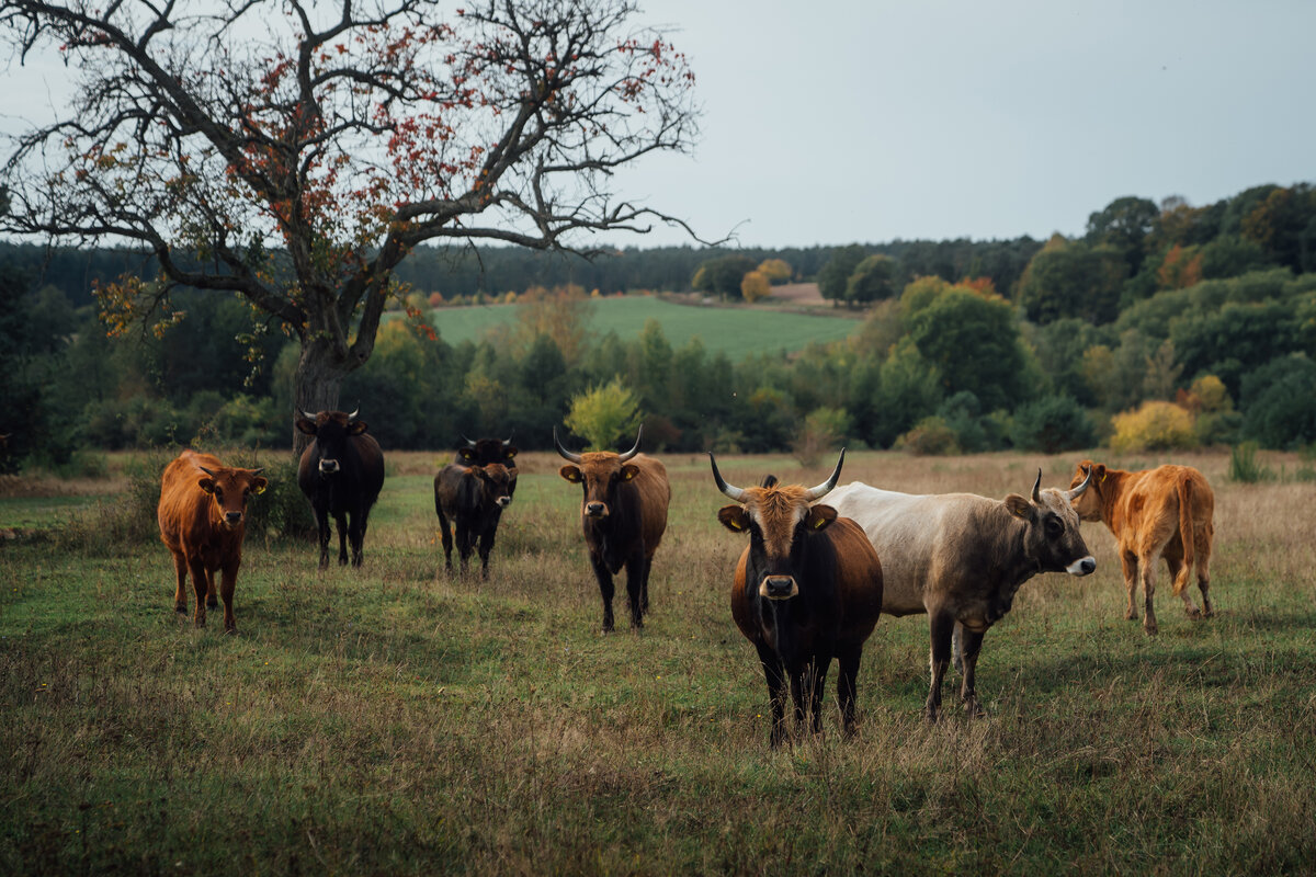 Im Nationalen Naturerbe Aschaffenburg sorgt rund ein Dutzend Heckrinder für eine optimale Beweidung der Grünflächen. | © DB AG / German Roamers / Leo Thomas