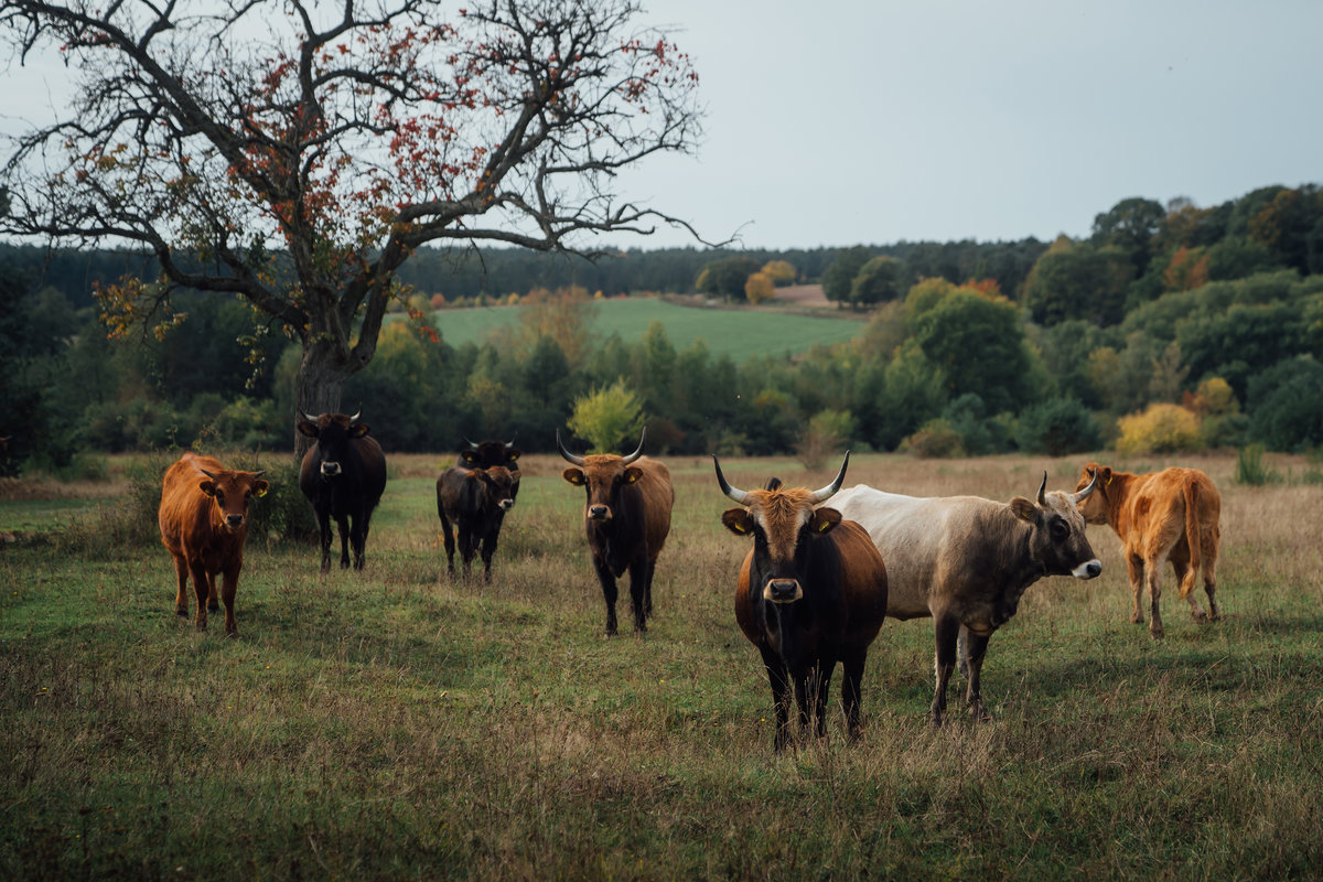 About a dozen Heck cattle keep the meadows at the Aschaffenburg natural heritage site in ideal condition.