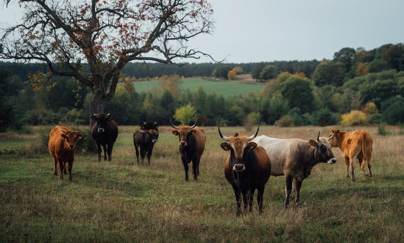 About a dozen Heck cattle keep the meadows at the Aschaffenburg natural heritage site in ideal condition.