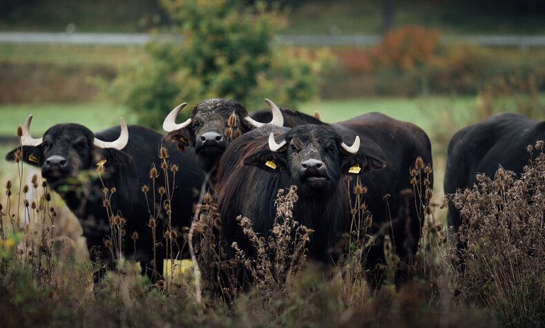 Other animals have a home thanks to the water buffalo. This is good for the environment and for DB's eco-account.