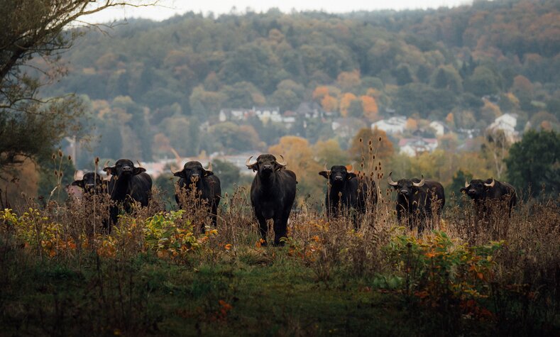 Deutsche Bahn has "hired" water buffalo to transform a former military base into a marsh.