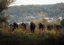 Deutsche Bahn has "hired" water buffalo to transform a former military base into a marsh.