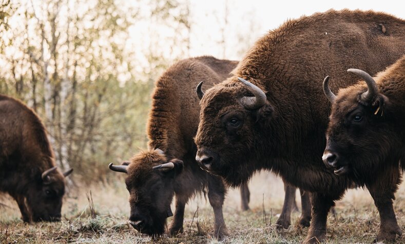 A herd of wisent has moved into the site of a former munitions factory near Münster.