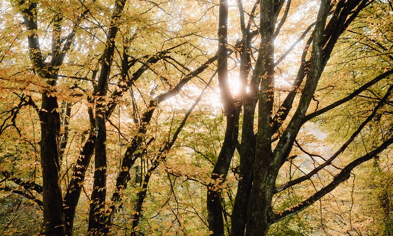 No human intervention has disturbed the development of Elmer Wald forest in eastern Hesse.