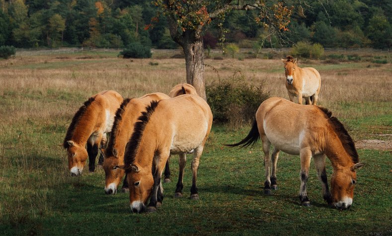 Prewalski's horses graze land near Aschaffenburg, making sure that these areas do not become overgrown.