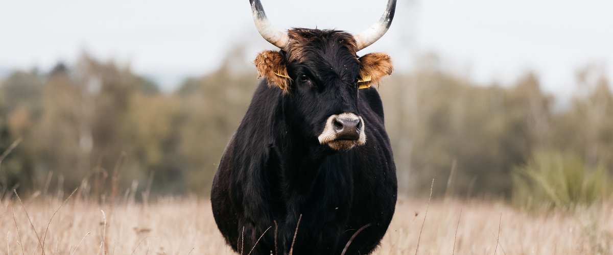 Heckrinder und Wisente, die europäischen Bisons, sind ideale Landschaftspfleger. | © DB AG / German Roamers / Daniel Ernst