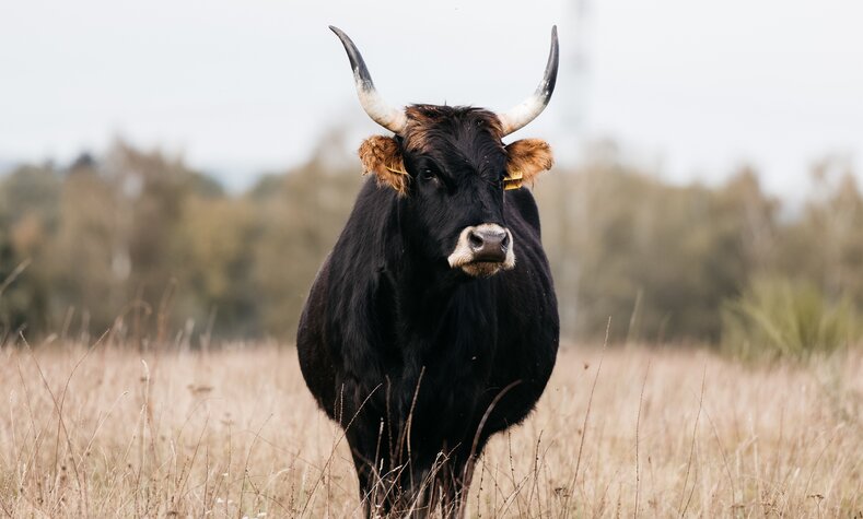 Heck cattle and wisent, or European bison, are perfect for landscape maintenance.