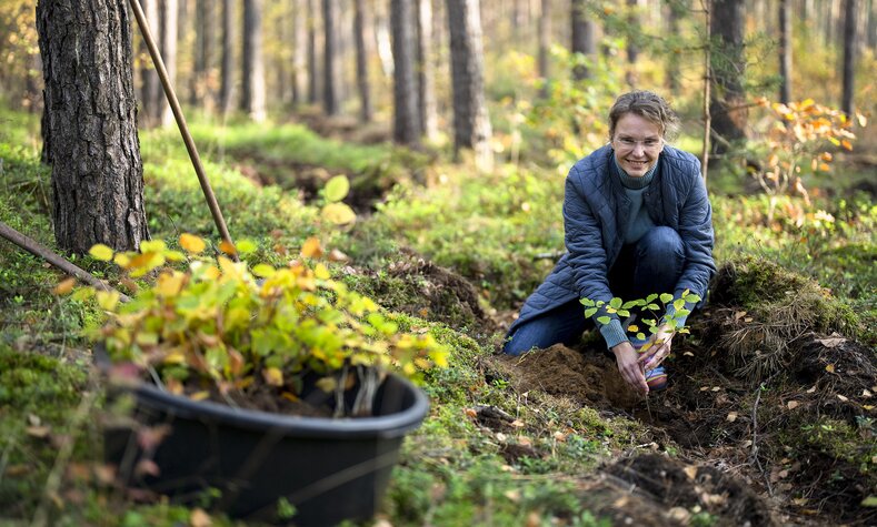 DB-Mitarbeiterin pflanzt Baum in Wald