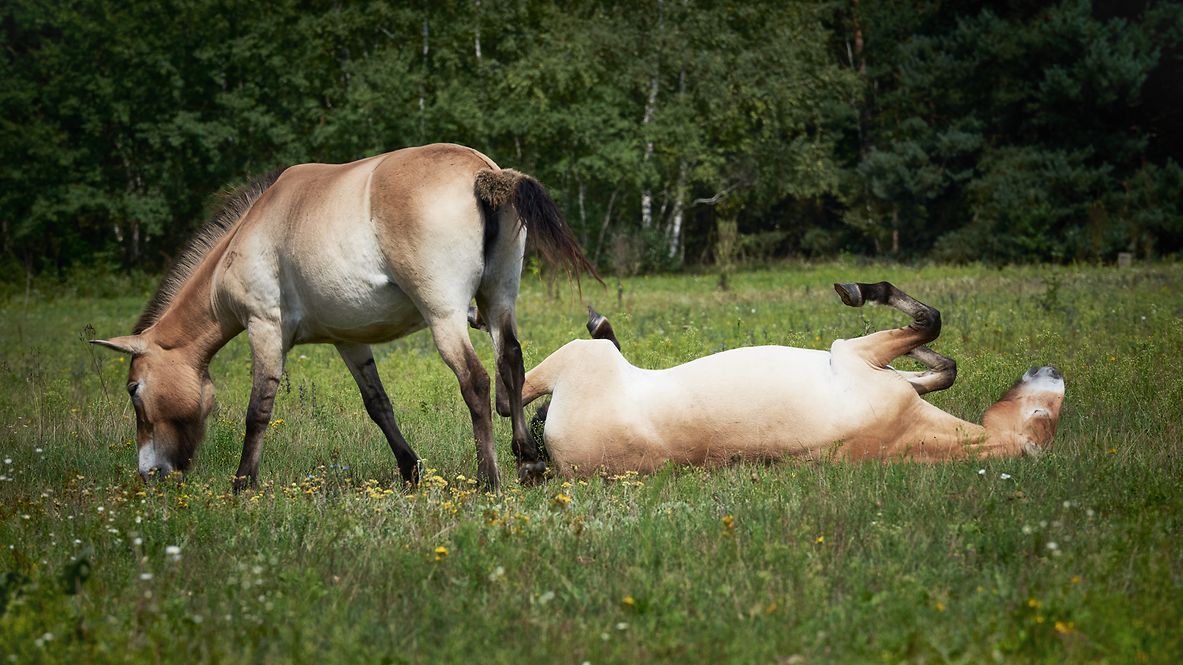 Zwei Przewalski-Wildpferde beim Grasen auf einer grünen Wiese. Eines der Pferde liegt auf dem Rücken und streckt sich.