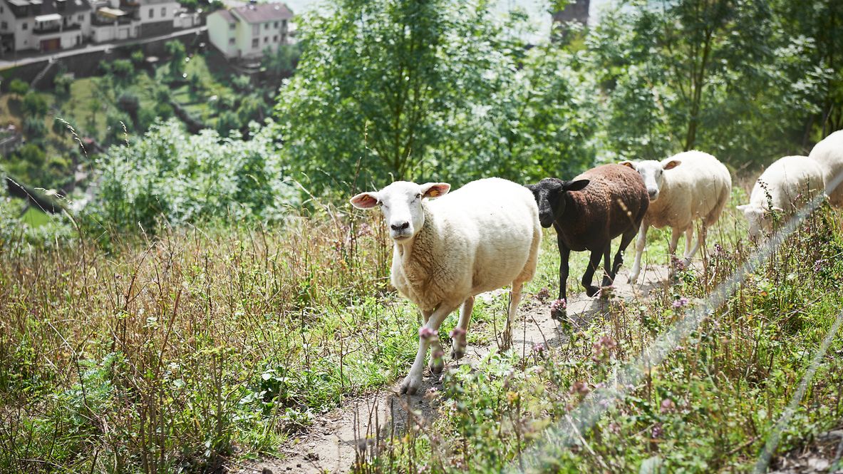 Vier Schafe laufen am Hang eines Berges über eine Wiese. 