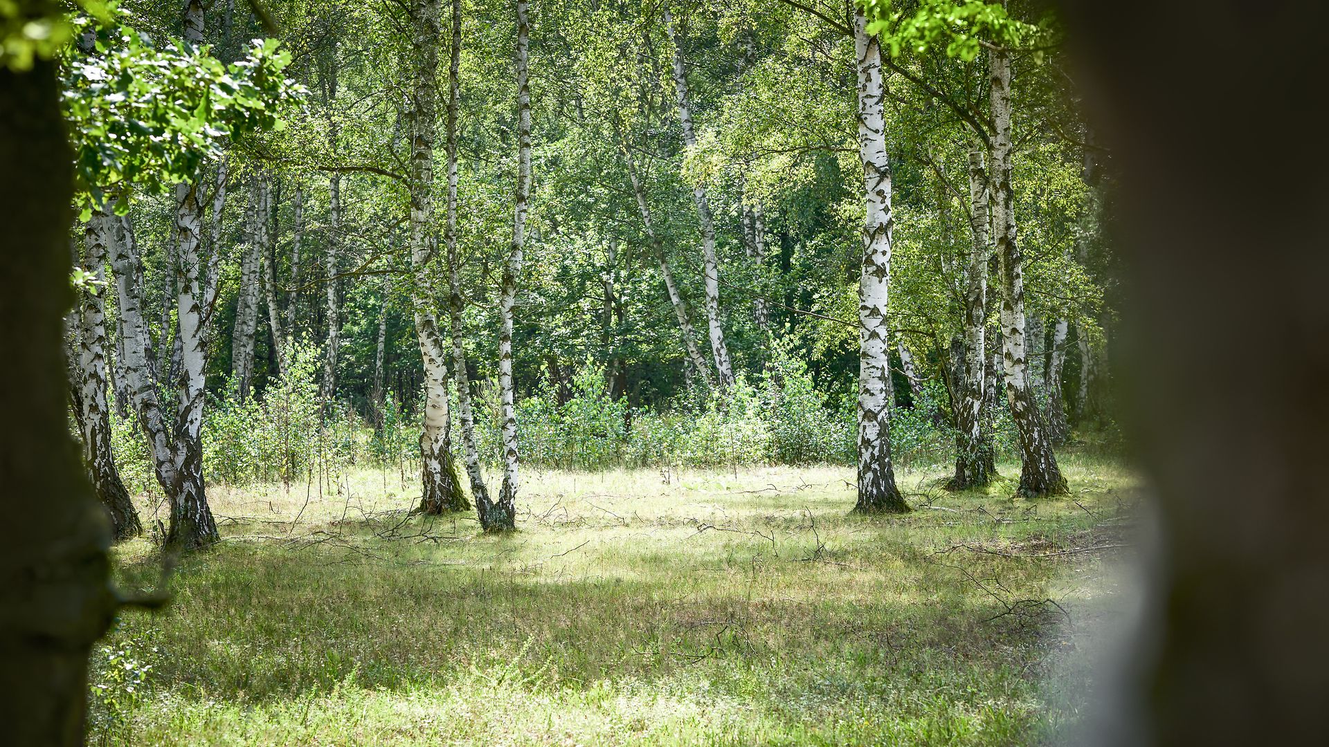 Ein unberührter Wald, in dem auch Birken wachsen.