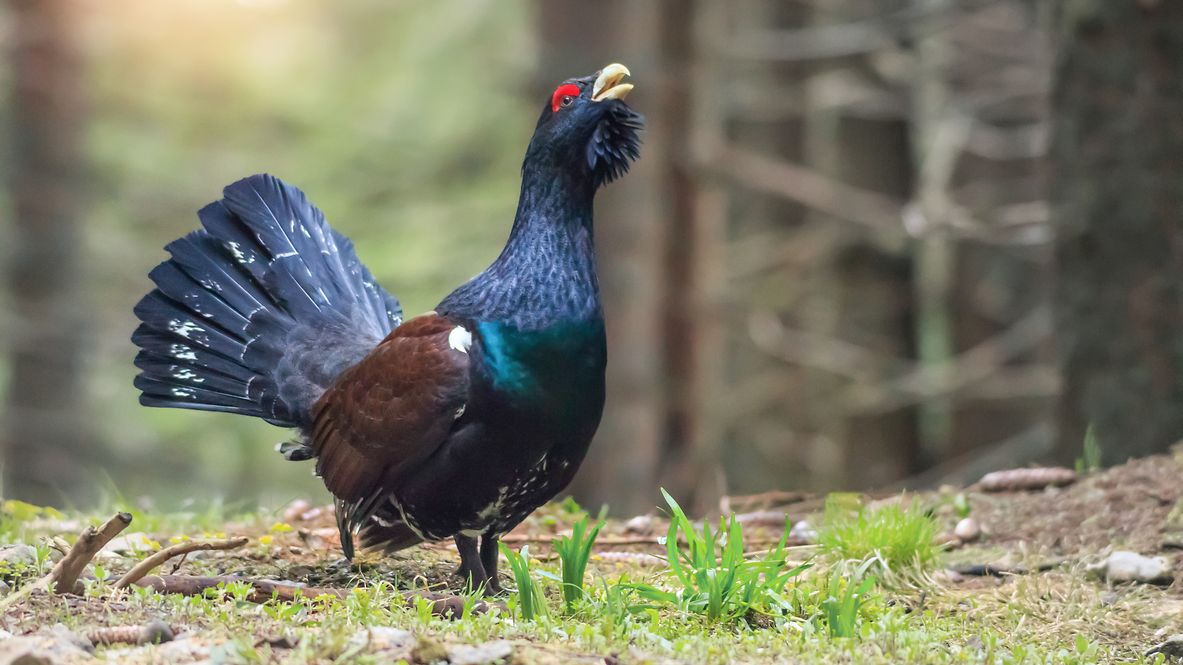 Ein Auerhahn im Wald