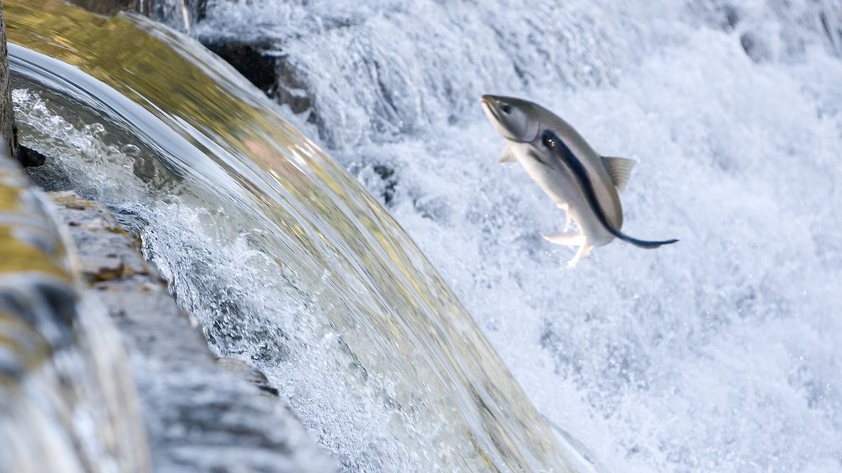 Ein Fisch springt vor einem Wasserfall aus dem Fluss. 