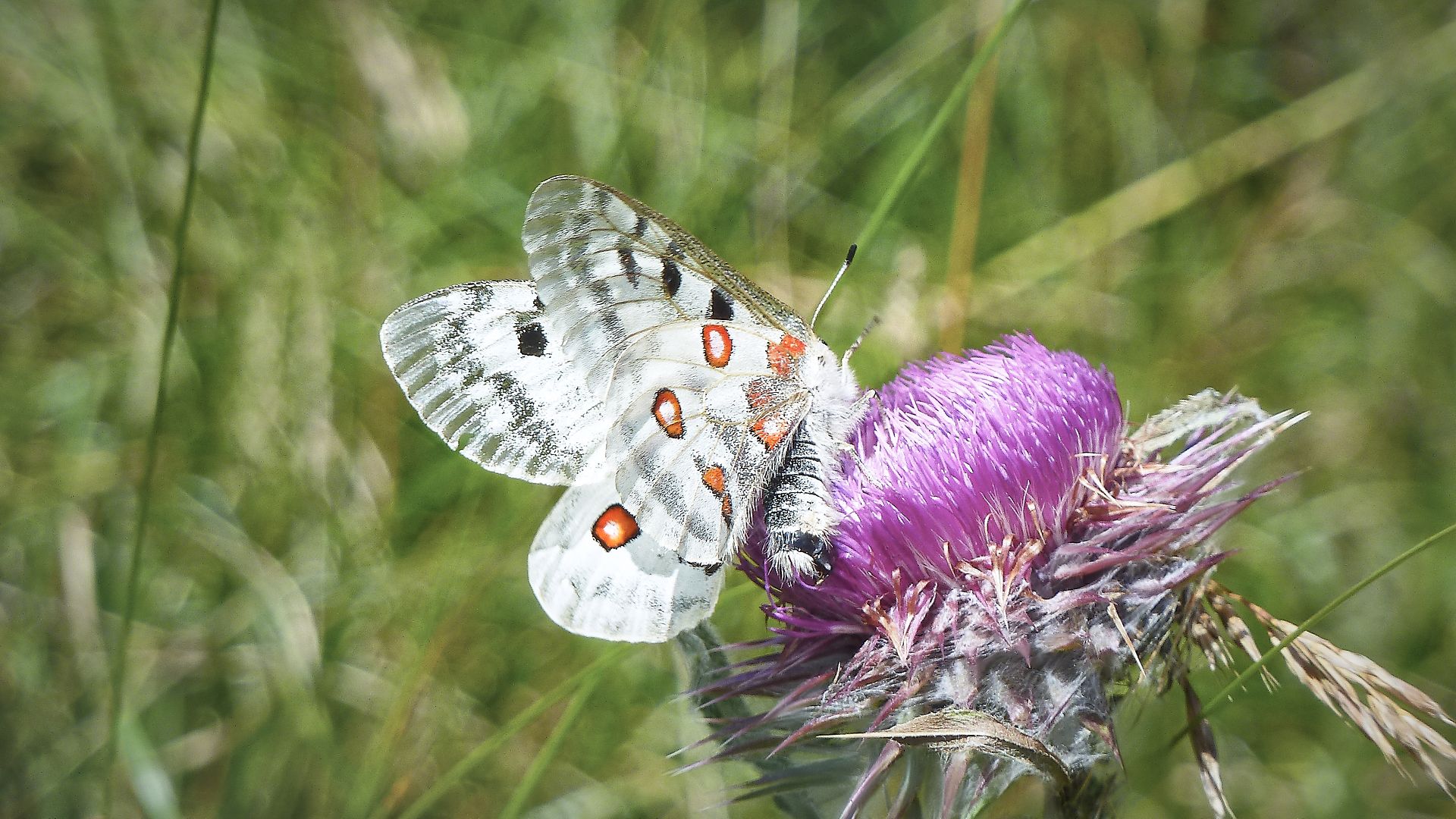 Ein Apollofalter auf der Blüte einer Distel