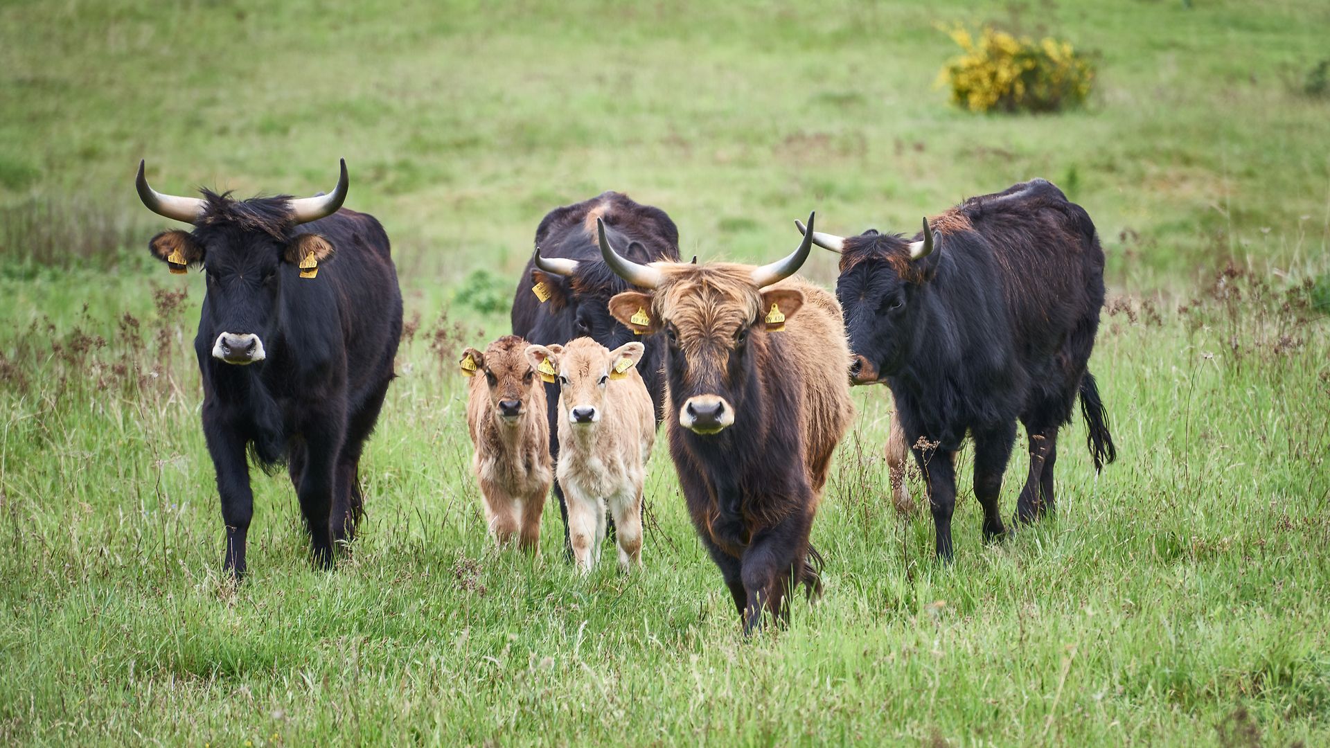 Eine Herde Heckrinder