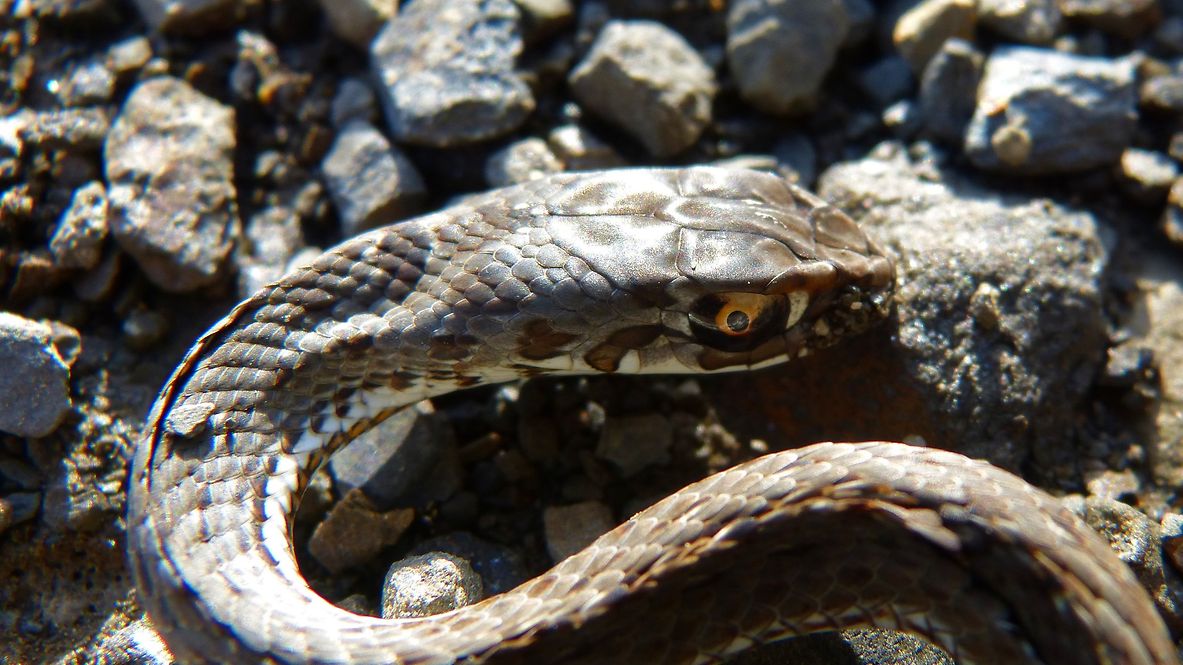 Nahansicht einer Schlingnatter