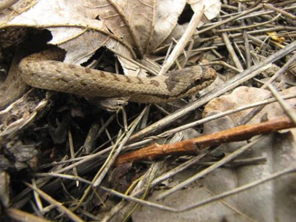 Eine Schlingnatter schlängelt sich durch das Gehölz