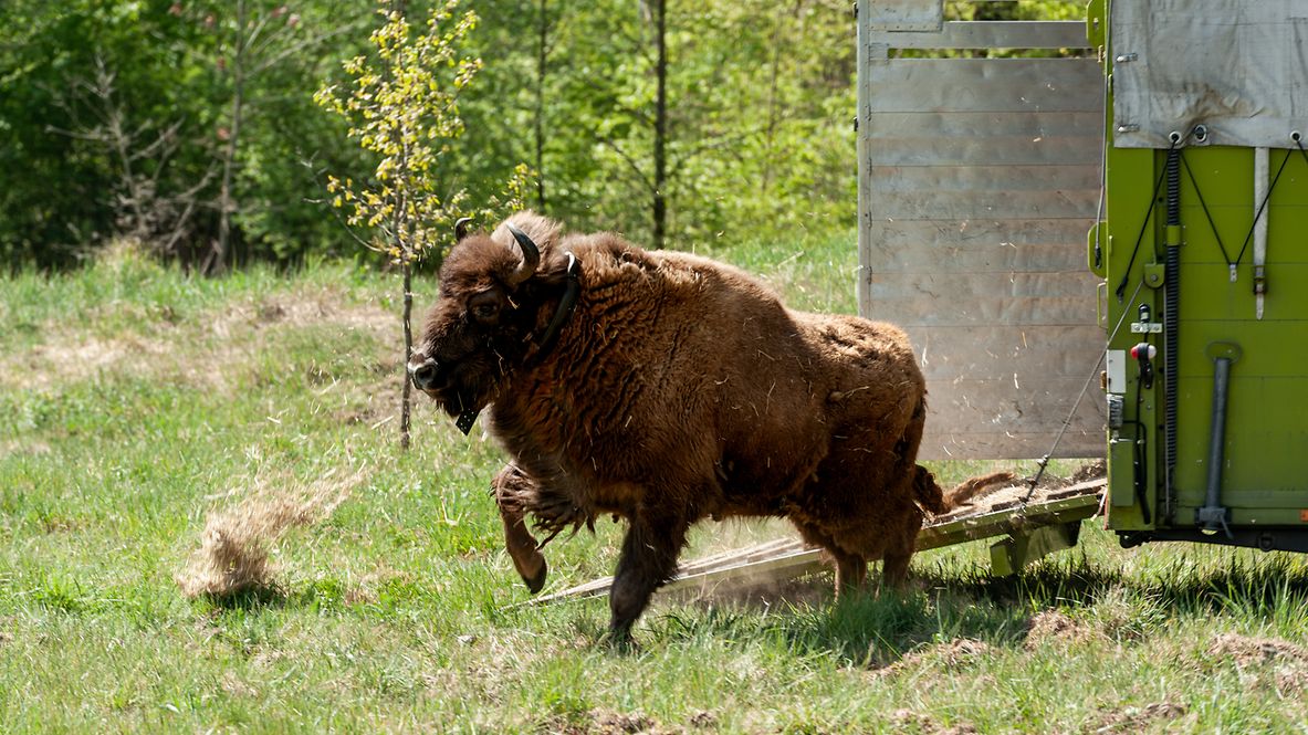 Ein Wisent läuft aus einem Transportfahrzeug raus.