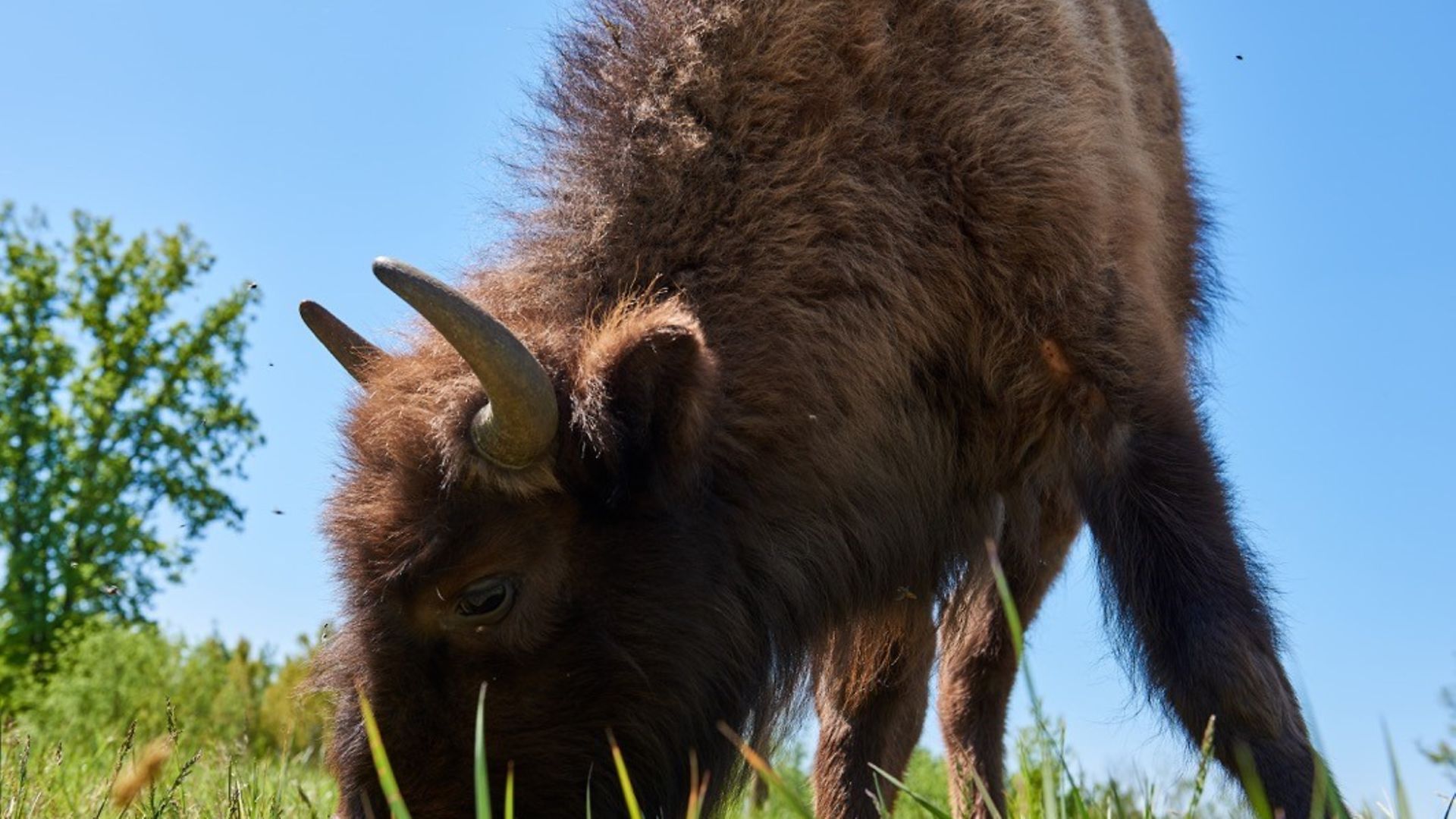 Ein Wisent-Jungtier grast auf einer Weide.