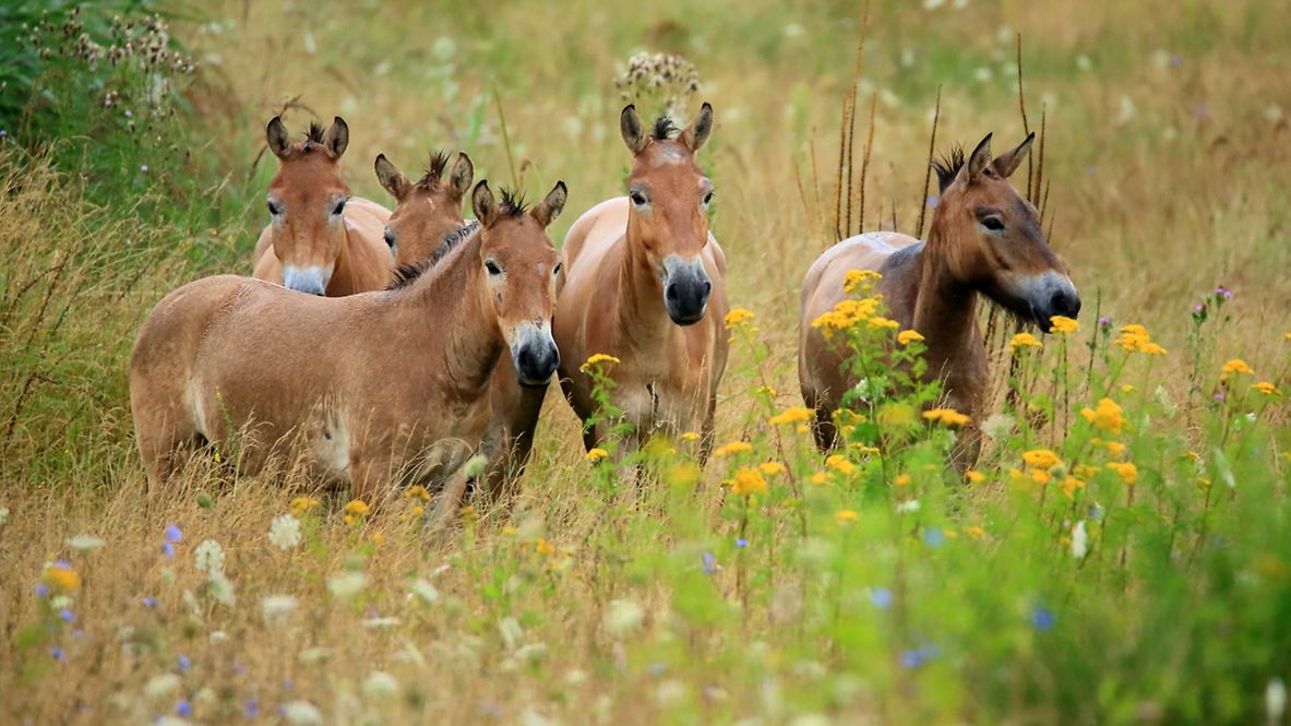 Mini-Shetlandponys im Naturschutzgebiet