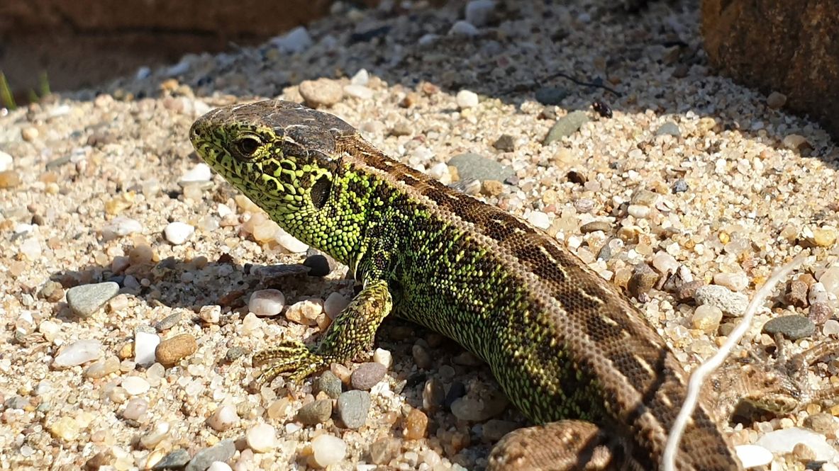 Eidechsen siedeln sich gerne an Bahndämmen an.