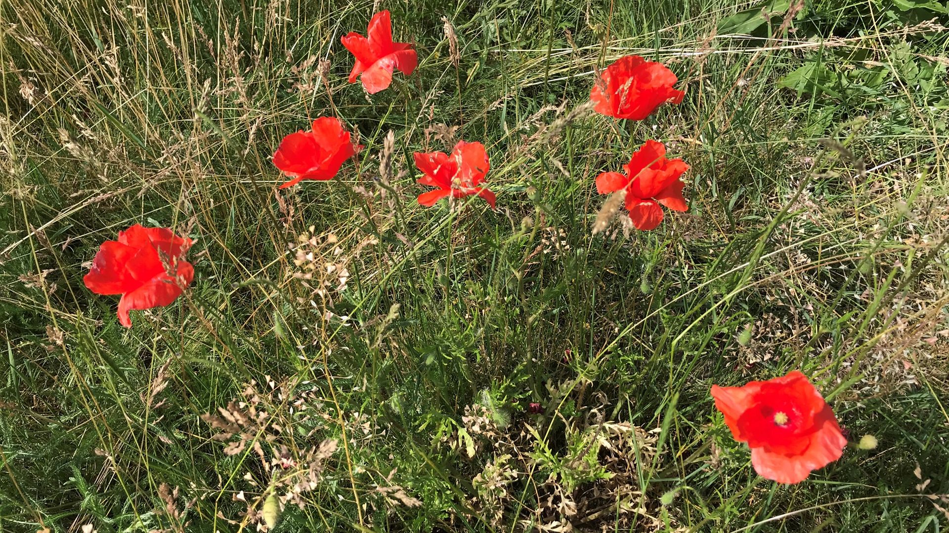 Mohnblumen auf einer Wiese