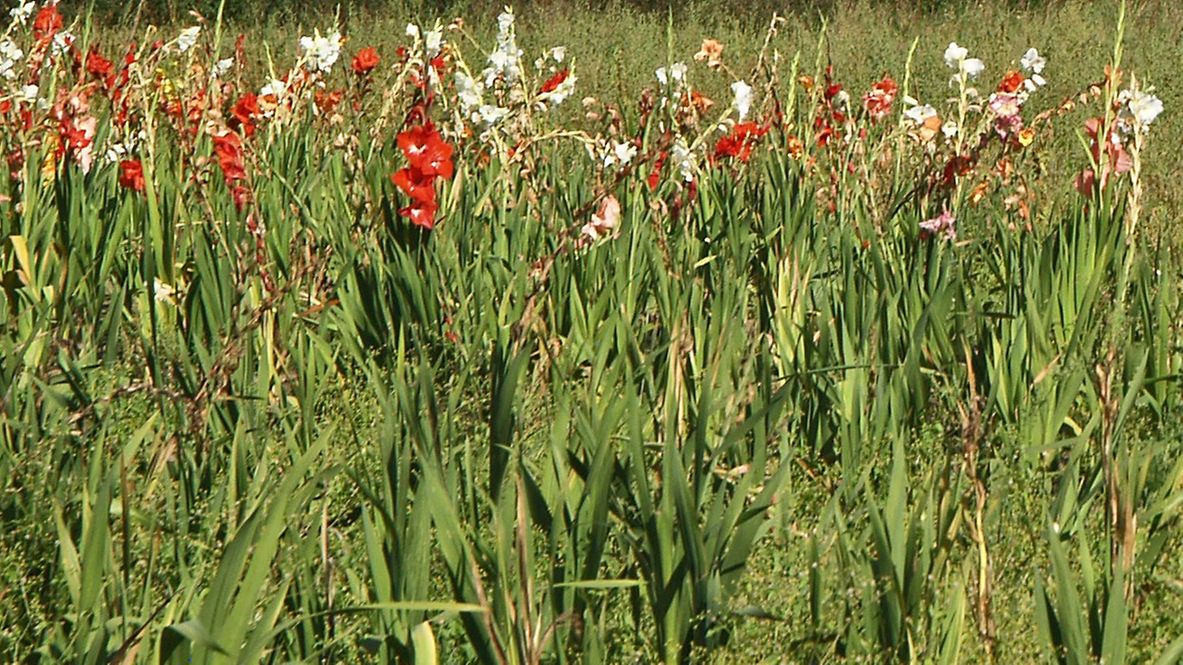 Ein Blumenfeld bei Vach.