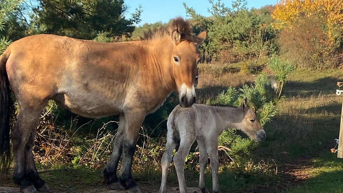 Ein Jungtier der Prewalski-Wildpferde mit seiner Mutter auf der Koppel.