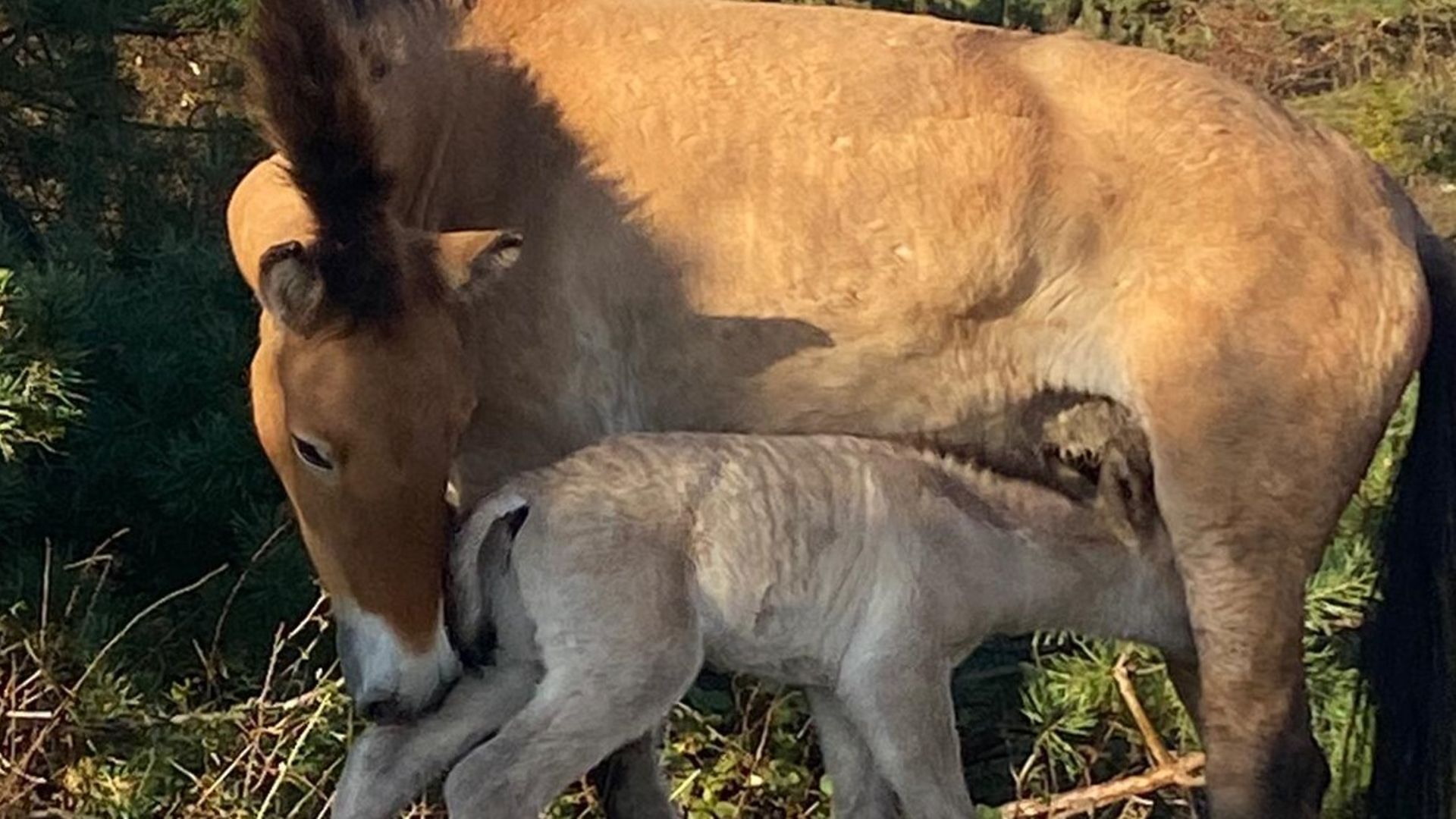 Ein Jungtier der Prewalski-Wildpferde mit seiner Mutter auf der Koppel.