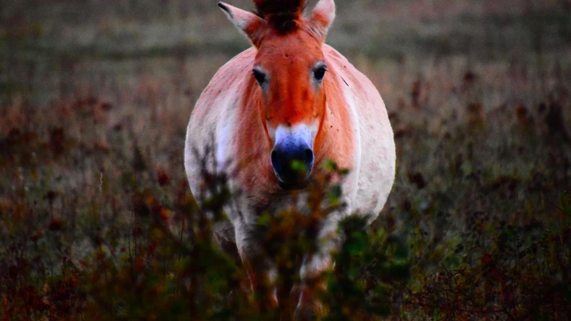 Großaufnahme eines der Wildpferde auf der Koppel in Aschaffenburg 