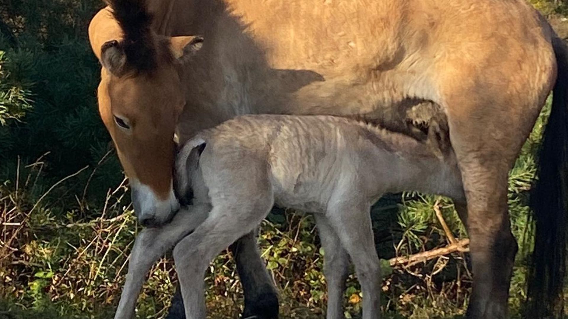 Nahaufnahme einer Wildpferdstute im Sonnenlicht mit braunem Fell, die ihr Fohlen auf der Koppel säugt
