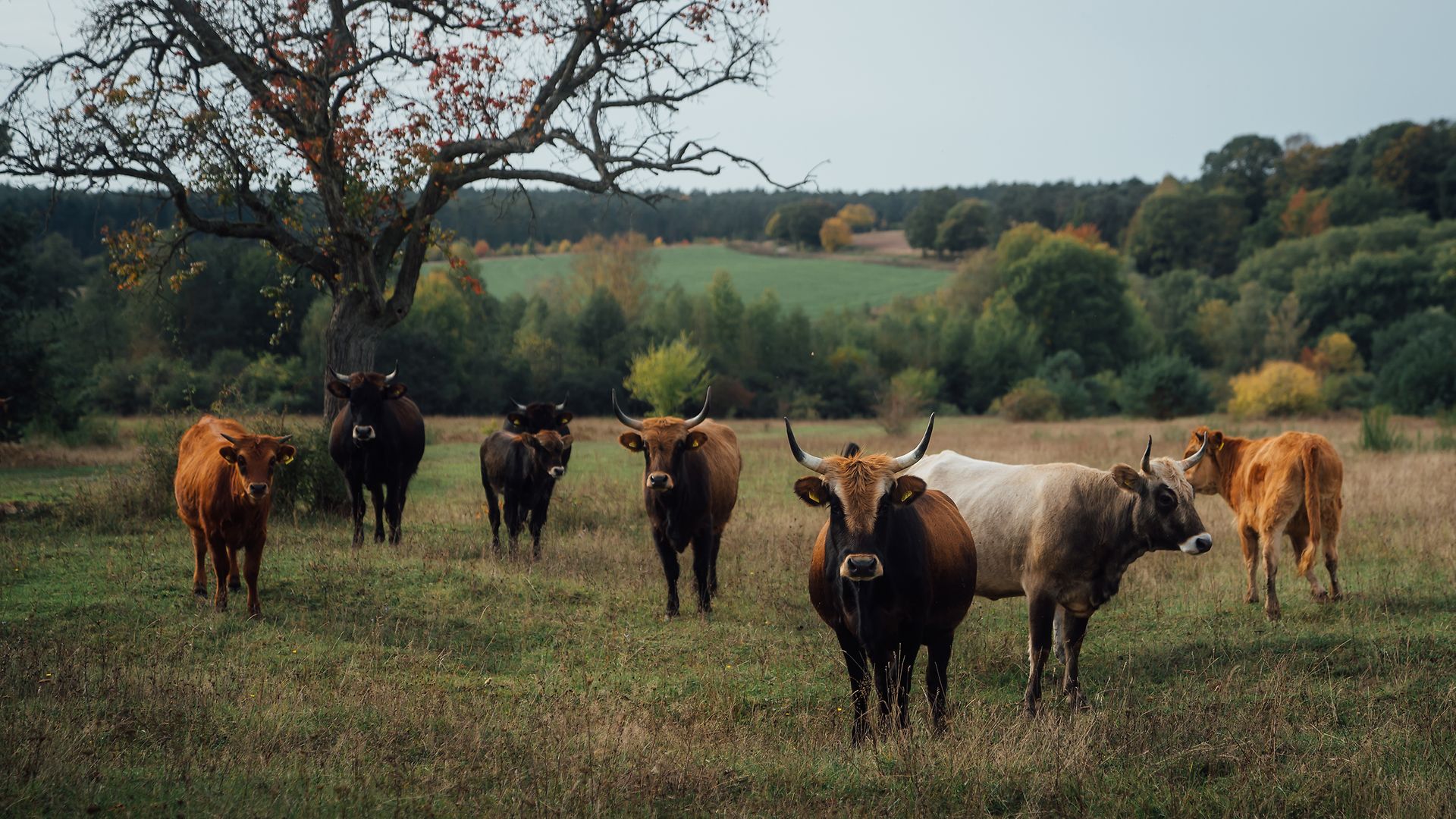 Im Nationalen Naturerbe Aschaffenburg sorgt rund ein Dutzend Heckrinder für eine optimale Beweidung der Grünflächen.