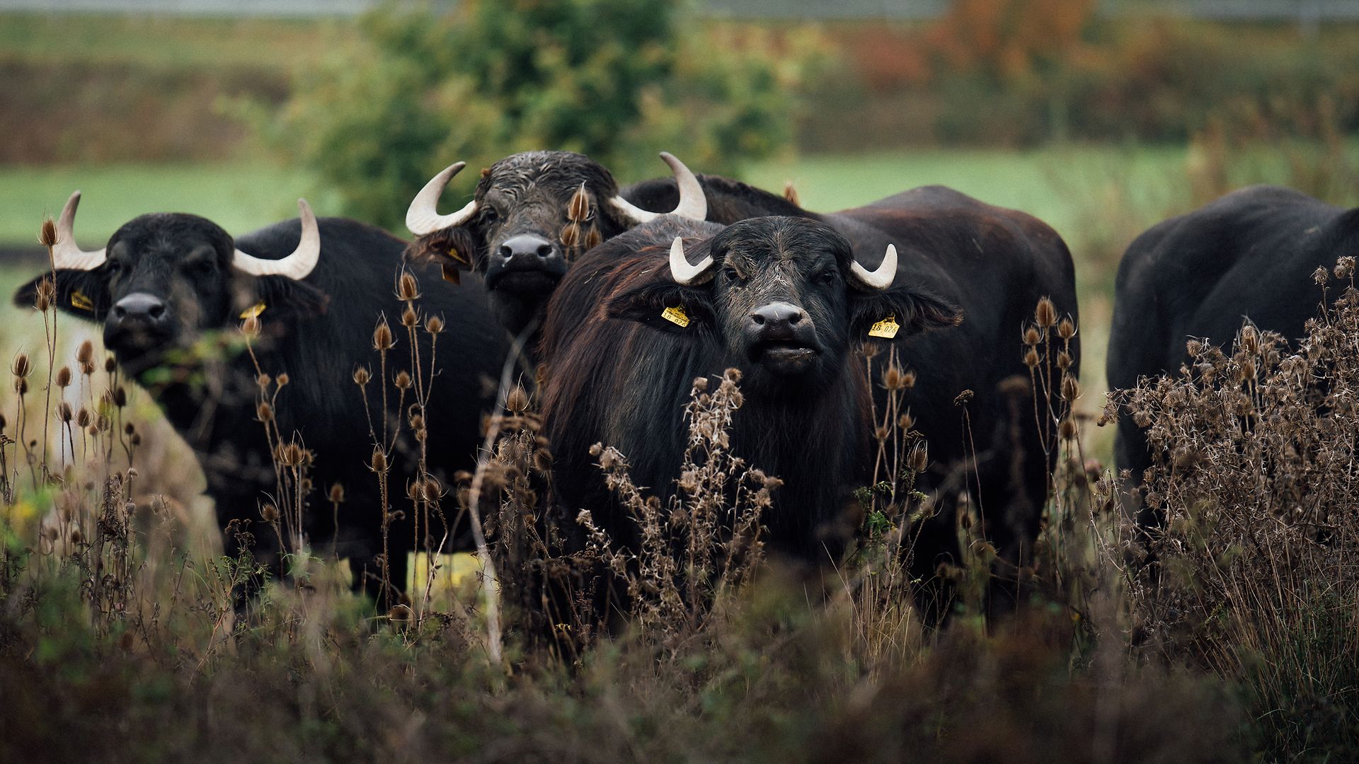 Wasserbüffel auf einer Weide.