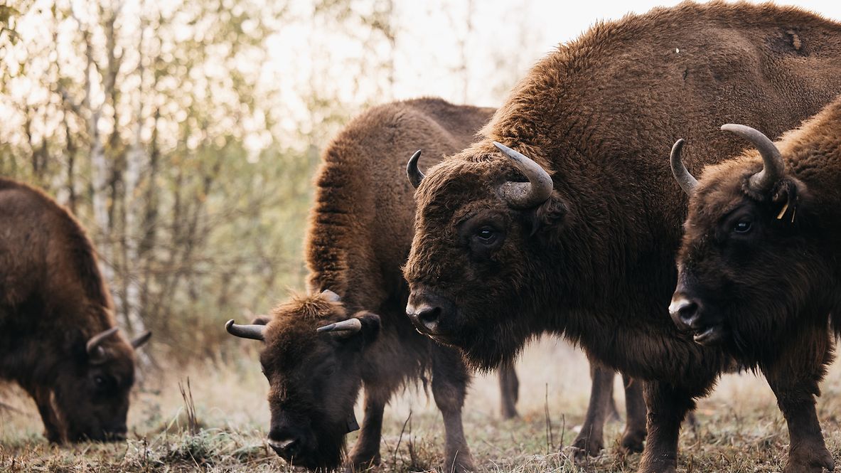 Eine Herde von Wisenten 