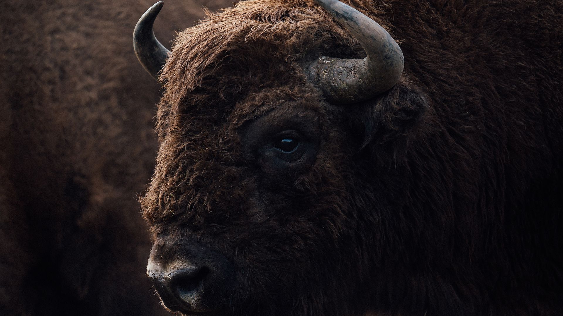 Ein Wisent sorgt dafür, dass Freiflächen auf bewaldetem Gelände nicht zu stark verbuschen.