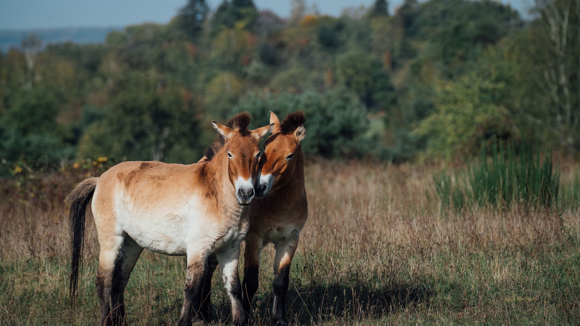Zwei Przewalski-Wildpferde, die ihre Nüstern aneinander reiben und auf einer grünen Weide stehen