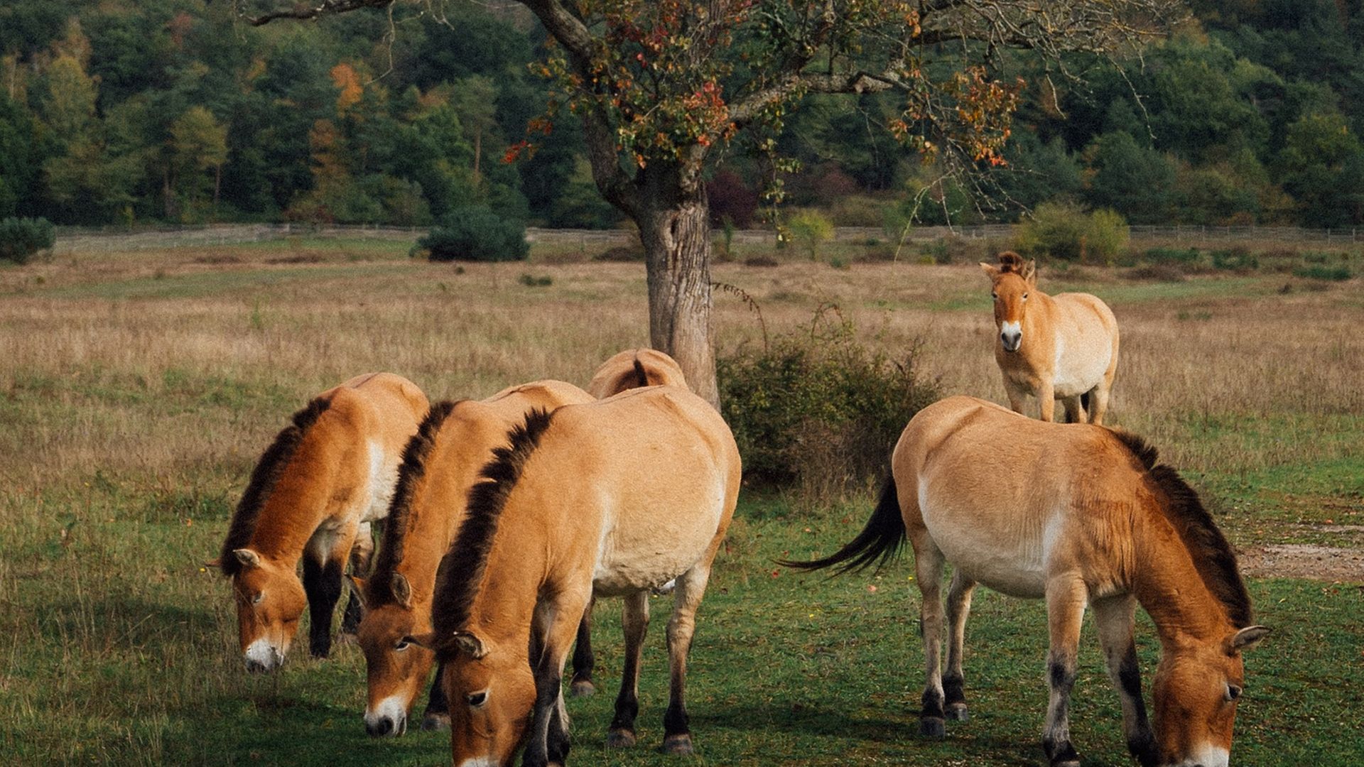 Eine Gruppe von fünf Przewalski-Wildpferde beim Weiden auf der grünen Koppel mit Büschen und Bäumen im Hintergrund