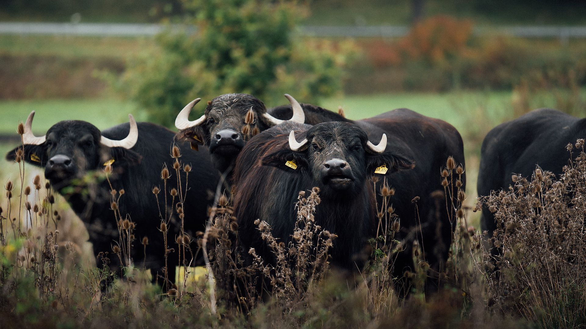 Wasserbüffel auf dem Gelände bei Büdingen