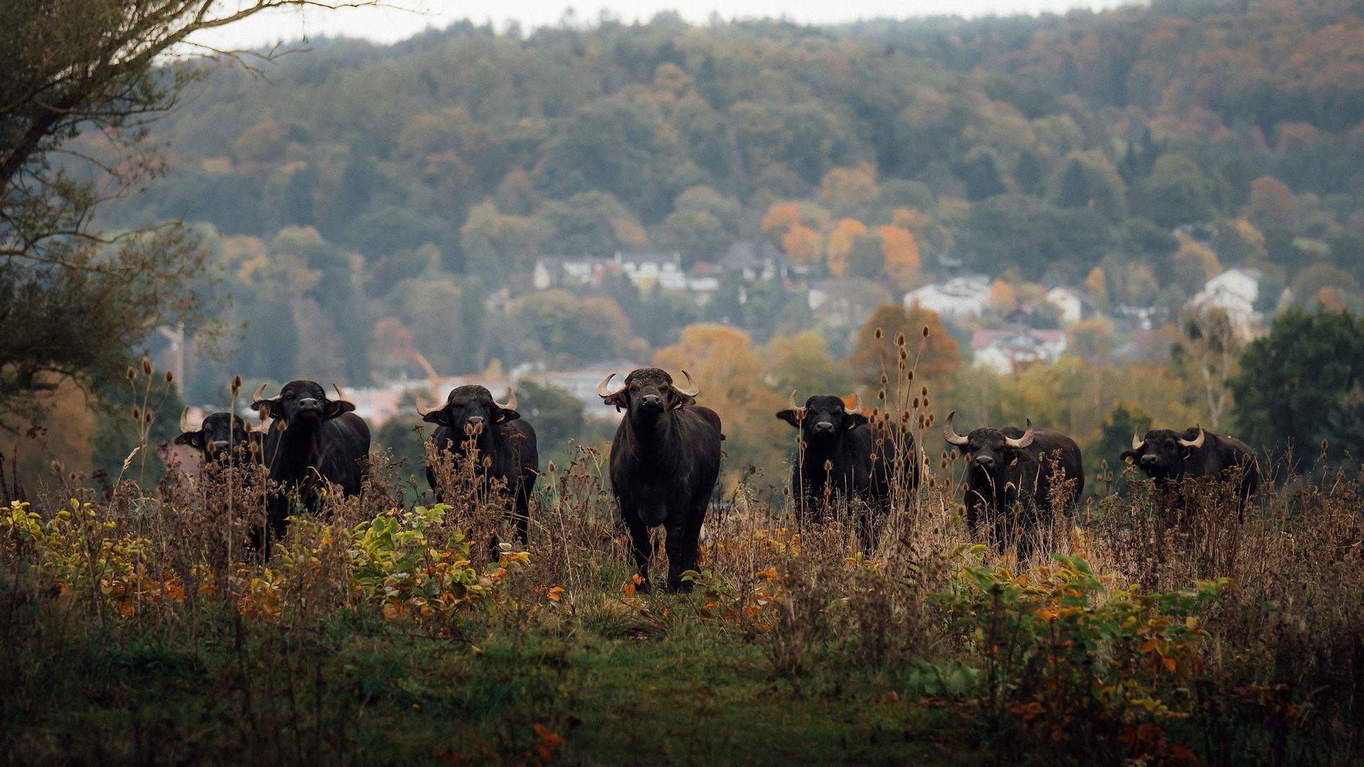 Water buffalo also provide ideal grazing in marshy areas.