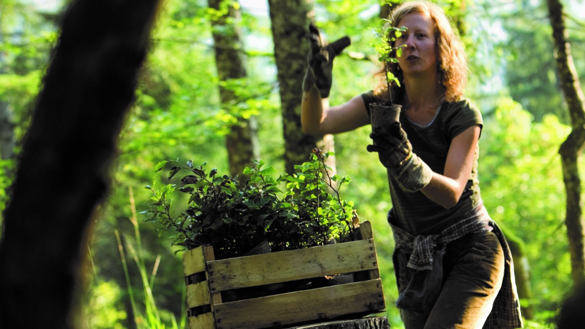 Eine Frau steht im Wal und hält einen Setzling in der Hand.
