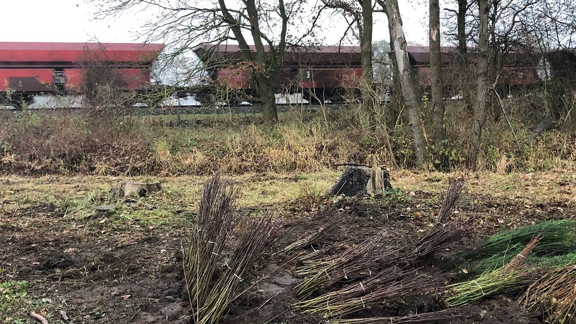 An einer Bahnstrecke in Celle werden rund 10.000 neue Bäume und Sträucher gepflanzt. 